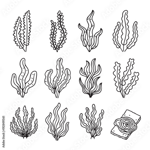 Hand Drawn Seaweed Collection Underwater Plants Line Art Vector Illustration