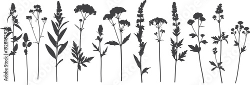 Black and white illustration of various wildflowers and grasses isolated on transparent background
