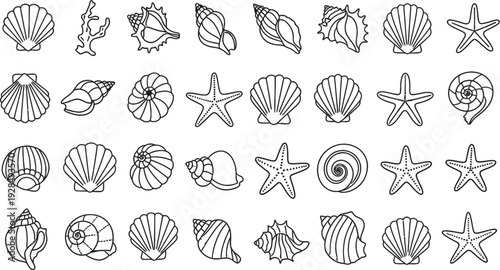 Collection of various seashells and starfish illustrations isolated on transparent background