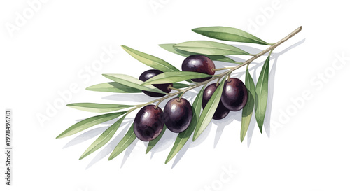 Olive branch with ripe olives, watercolor illustration, white background