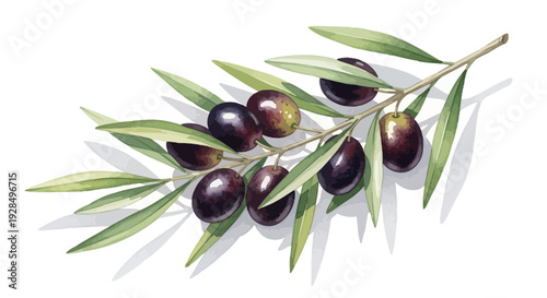 olive branch with ripe olives, fresh leaves, white background