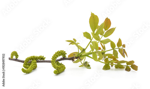 Blossoming walnut branch with young leaves isolated on a white background.