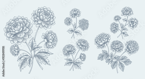 vintage floral illustrations, botanical drawings, elegant flower arrangements