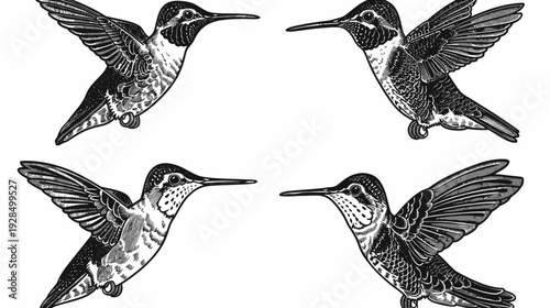 A grayscale illustration features four hummingbirds, each in a different pose, wings outstretched