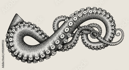 octopus tentacles illustration, vintage engraving of marine animal