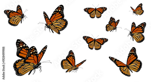 Monarch butterflies flying, orange and black wings, isolated on white background
