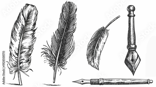 Artistic ink illustration of several feathers and writing implements for classic, old-fashioned themes