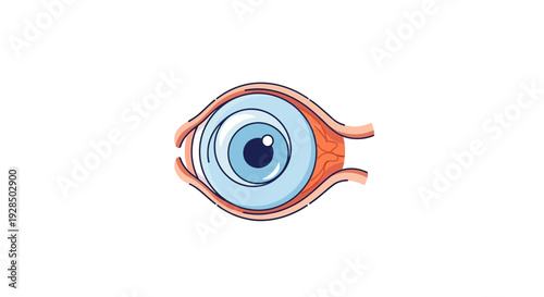 Anatomical Eye Illustration Depicting Visual Structures and Functionality in Detail