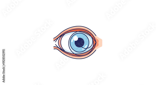 Anatomical Eye Illustration: Visualizing The Complex Structures For Healthcare Purposes