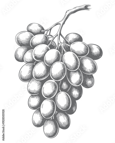 Vineyard grape bunch sketch. Grape antique style botanical illustration with detailed engraving lines.
