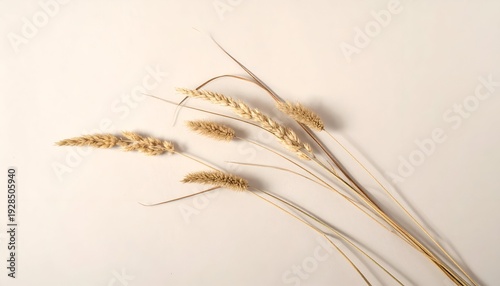 Dry grass
