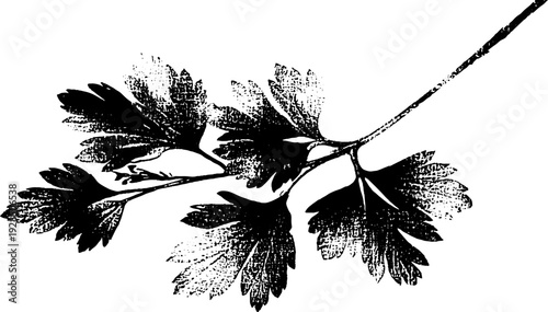 Celery rib strings stencil style high contrast abstract design for art and decoration