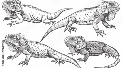 Detailed grayscale illustration of four large lizards with textured skin and anatomical accuracy