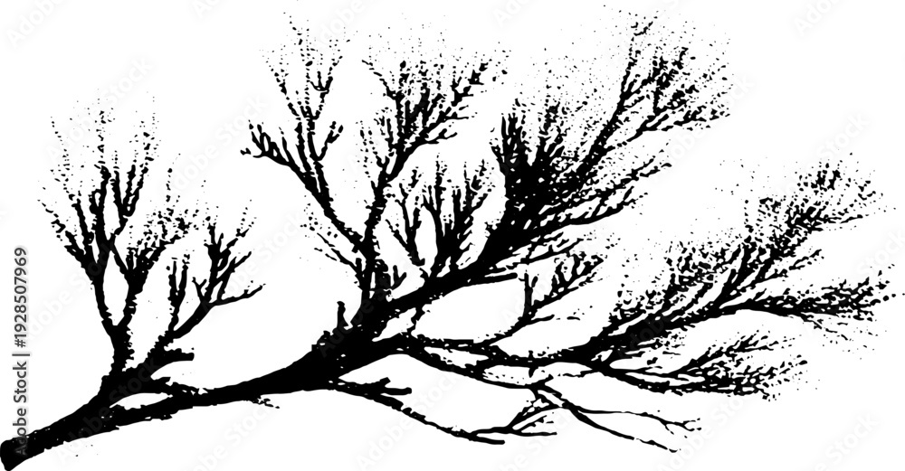 Obraz premium Coral branch silhouette in stencil style for design and decoration