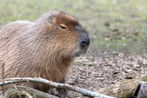 Foto Portrait of a capybara (hydrochoerus hydrochaeris) in captivity
