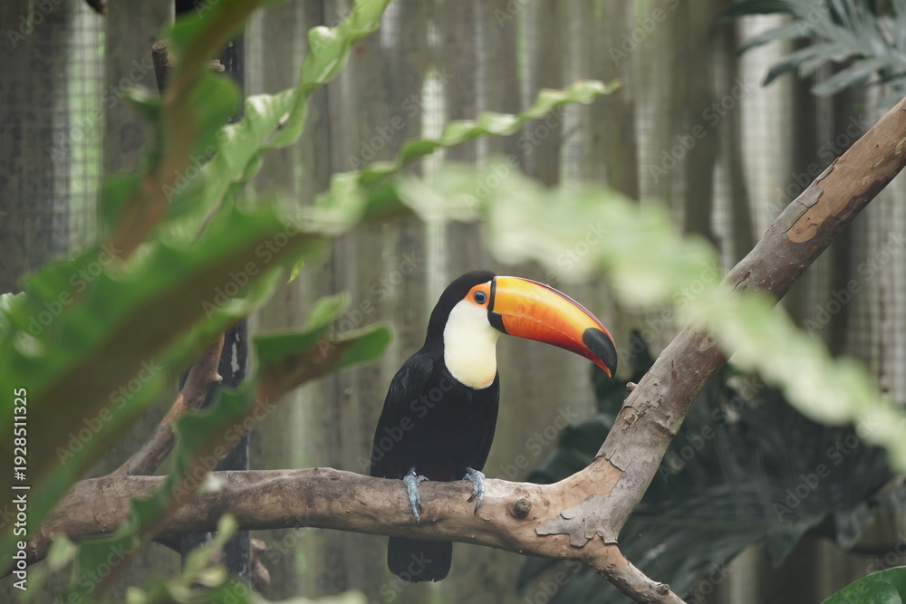 Obraz premium Vibrant Toco Toucan Perched in a Lush Green Habitat