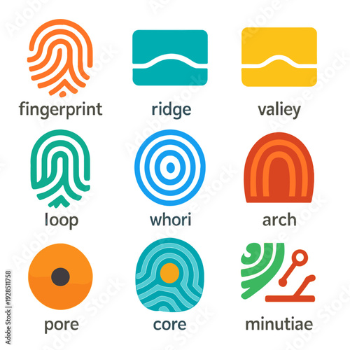 Fingerprint patterns: ridge, valley, loop, whorl, arch, pore, core, minutiae explained