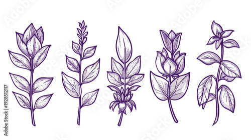 Stylized purple botanical illustrations featuring diverse plant stem designs with various leaf shapes