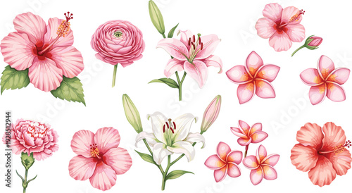 Collection of pink hibiscus lily and frangipani flowers vector illustrations with tropical blossoms and green leaves isolated on white background for summer garden design