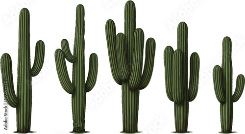 Hand drawn saguaro cactus vector illustration set featuring tall green desert plants with multiple arms for western landscape and arid nature design projects.
