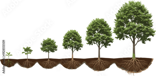 Tree growth stages vector illustration showing evolution from small sprout to mature leafy plant with underground roots for business progress and environmental sustainability concepts.