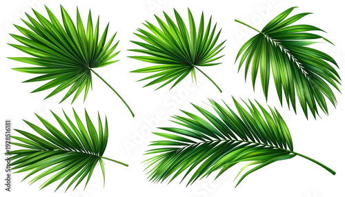 Digitally rendered collection showcasing a variety of vibrant green palm fronds isolated on a stark black background