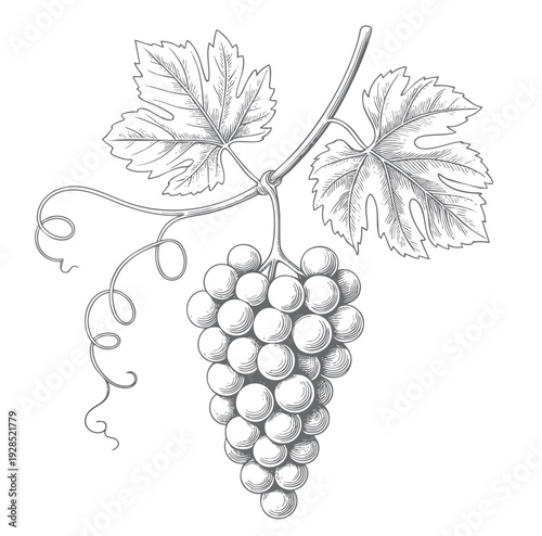 Vintage grapevine line art drawing. Grapevine branch engraving illustration. 