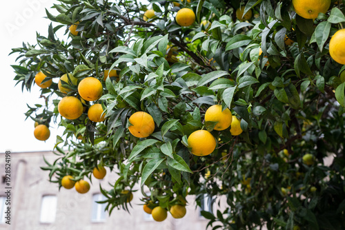 Ripe Oranges Growing on Trees in the Santa Chiara Cloister Garden, Naples, Italy