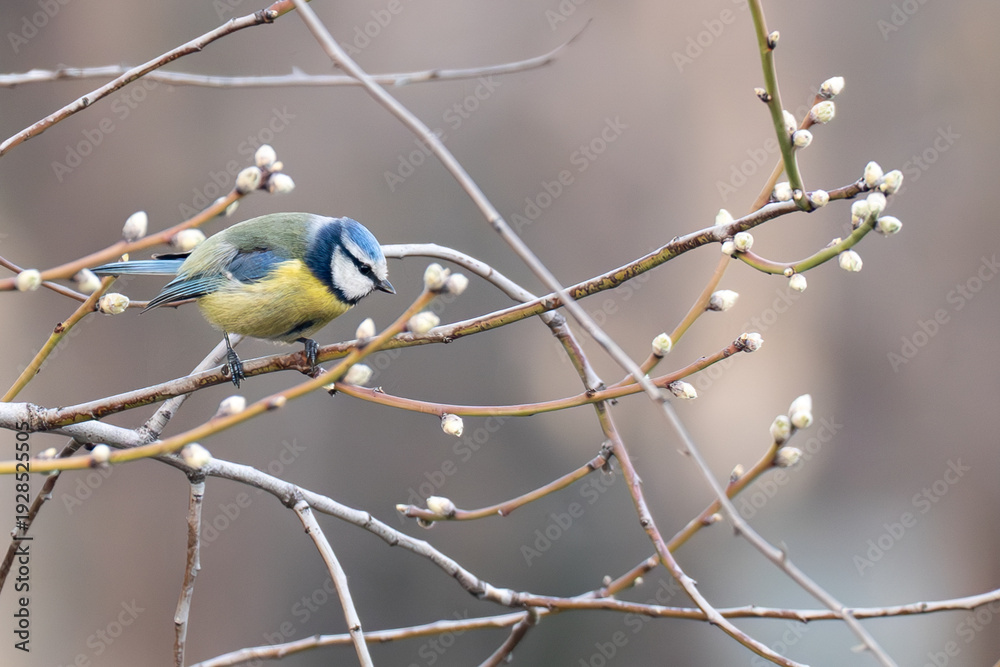 Fototapeta premium blue tit on branch