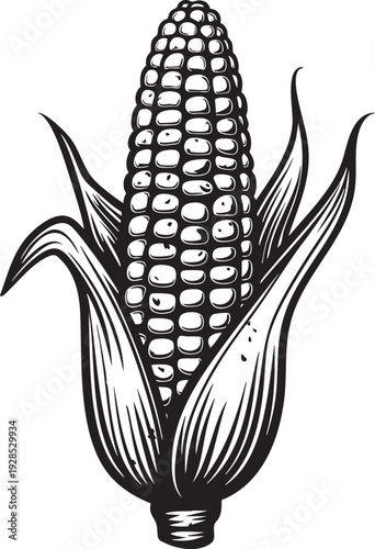 Fresh yellow corn on the cob isolated on white background