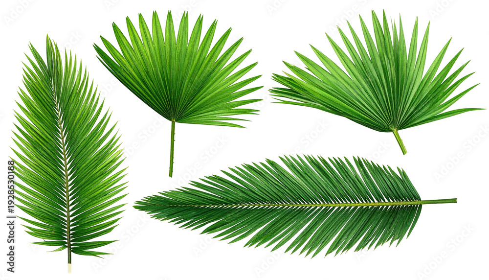 Obraz premium Four vibrant green palm leaves arranged against a stark black background, showcasing intricate vein details and varying shapes