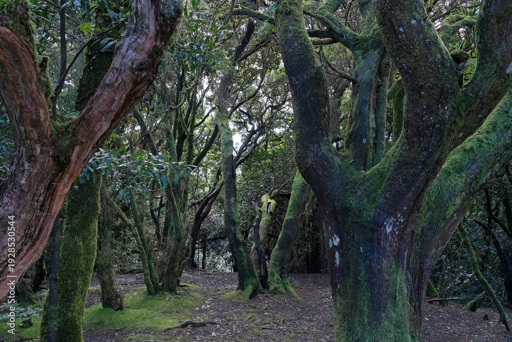 Fototapeta premium Anaga relict forest and park, Tenerife, Spain, Canary islands