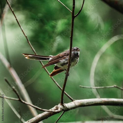 Rufous Fantail