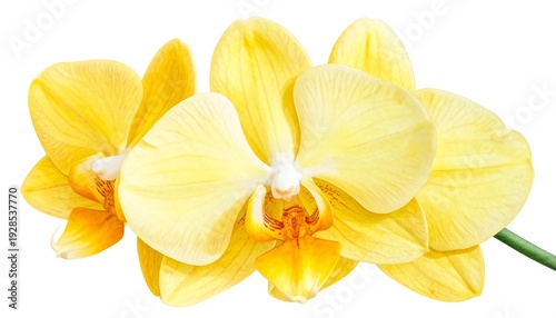 Close-up of Vibrant Yellow Orchid Flowers on White Background.