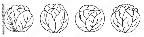 Four different stylized cabbages shown in outline form on a white background