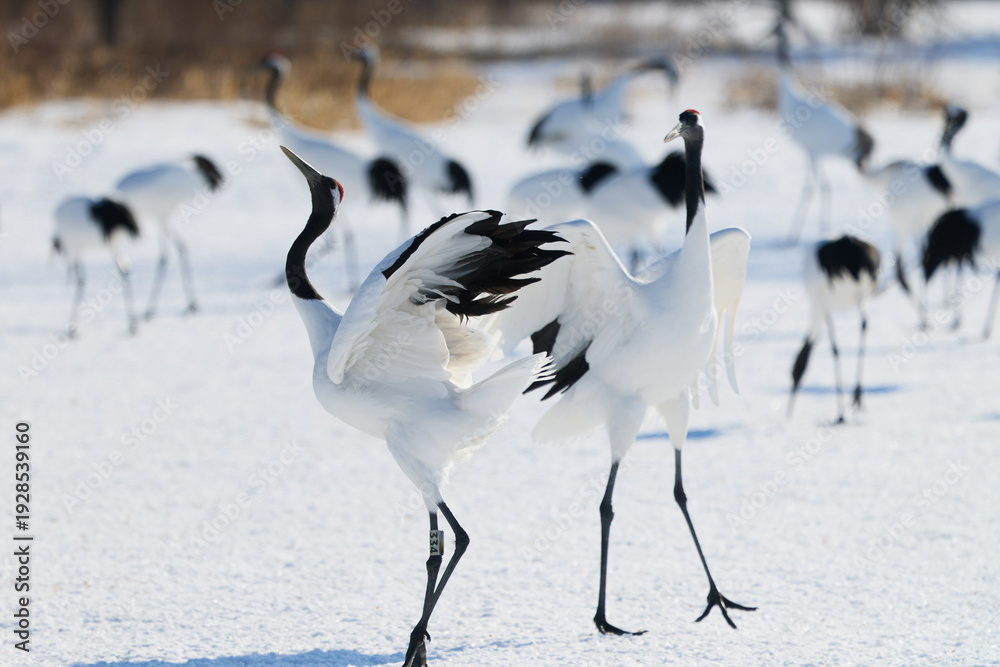 Fototapeta premium 鶴のダンス