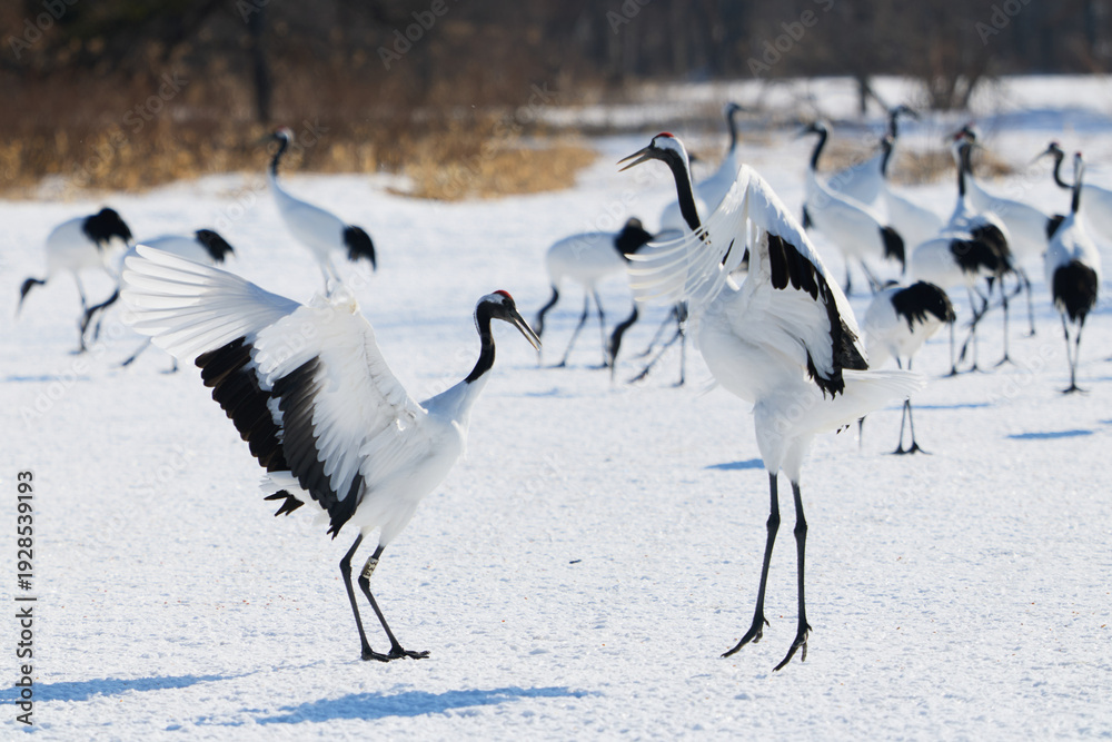 Fototapeta premium 鶴のダンス