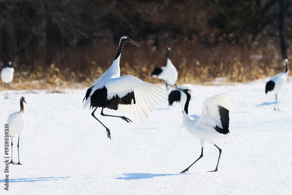 Fototapeta premium 鶴のダンス