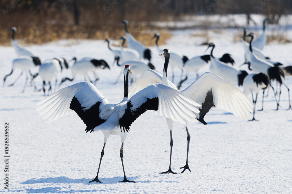 Fototapeta premium 鶴のダンス