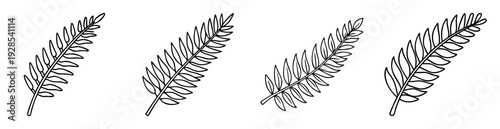 Black and white illustration of four different fern plant fronds