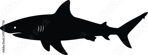 Great white shark silhouette isolated on white background, detailed marine predator vector illustration for ocean wildlife, sea life and nautical design projects
