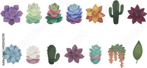 Colorful succulent and cactus plant collection featuring decorative desert flora illustrations isolated on white background for botanical design and home decor projects
