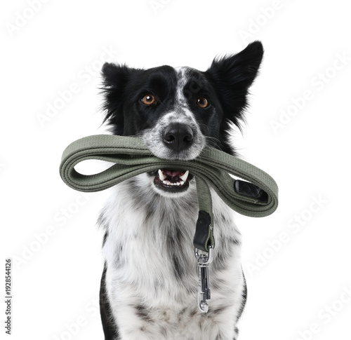 Slika na platnu Cute Border Collie dog holding leash in mouth against white background