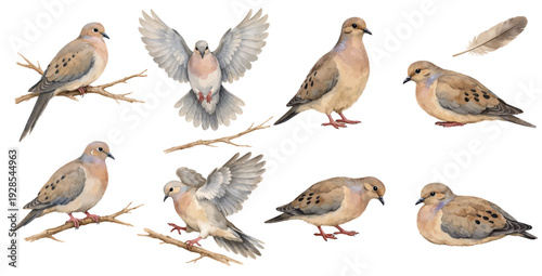 A charming watercolor collection of mourning doves and woodland elements, featuring perched birds, gentle flight poses, resting doves, rustic branches, and a soft fallen feather.