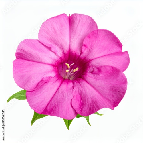 Vibrant pink four o'clock flower blossom against a pristine white background
