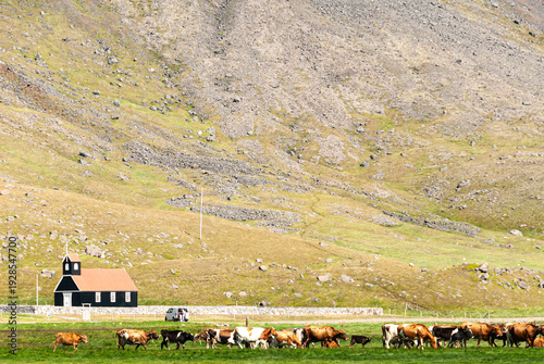 Schilderij op canvas Cows walking on Rauðisandur beach in the Westfjords of Iceland with mountains in background