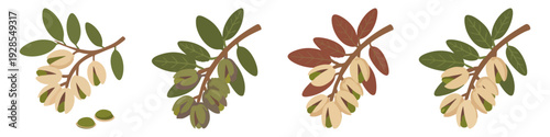 Pistachio tree branch leaves and nut clusters  Flat Vector Illustration on Transparent Background