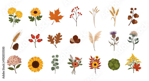 Collection of various autumn and fall season botanical elements and flowers.