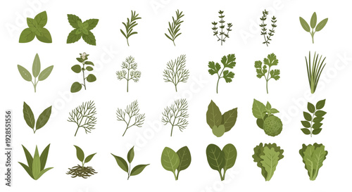 Collection of various green herb and leaf silhouettes isolated on white background.