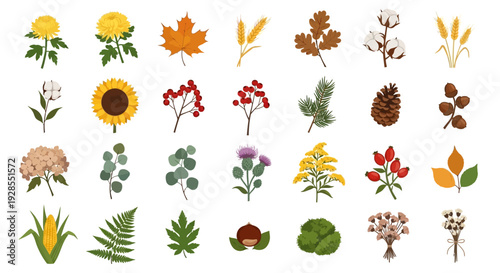 Collection of various autumn and fall season leaves and plants illustrations.